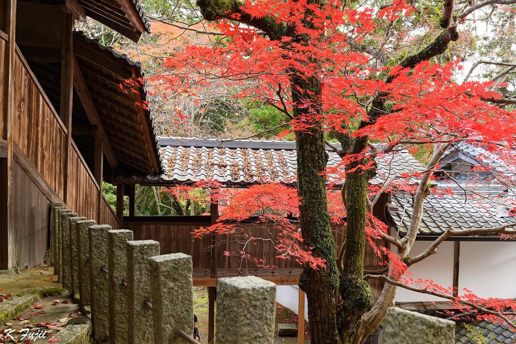 神峰山寺で「朱」という感じの紅葉がありました。