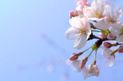 「桜」の写真を撮るならまずはカメラの設定から！露出、ホワイトバランス、ピクチャーコントロールのコツ | かめらとブログ