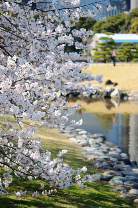 四季折々 桜の季節に 浜離宮恩賜庭園 で撮ってきました 東京 中央区 かめらとブログ