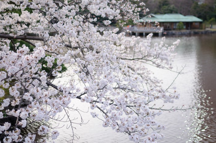 四季折々 桜の季節に 浜離宮恩賜庭園 で撮ってきました 東京 中央区 かめらとブログ