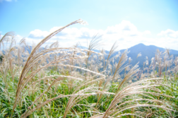 Twitterつぶやき写真画質比較。PC >= iPhone（スマートフォン）高画質設定。PNG > JPG 