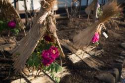 上野東照宮 ぼたん苑 に『冬ぼたん』を見に行きました。