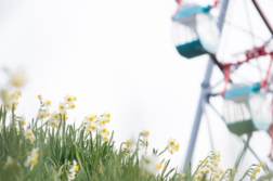 東京最大規模のスイセン畑。葛西臨海公園に水仙を撮りに行ってきました。