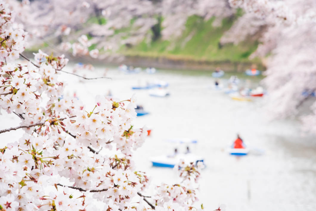 桜の写真の撮り方まとめ 桜をキレイに撮るカメラの設定とアイデア かめらとブログ