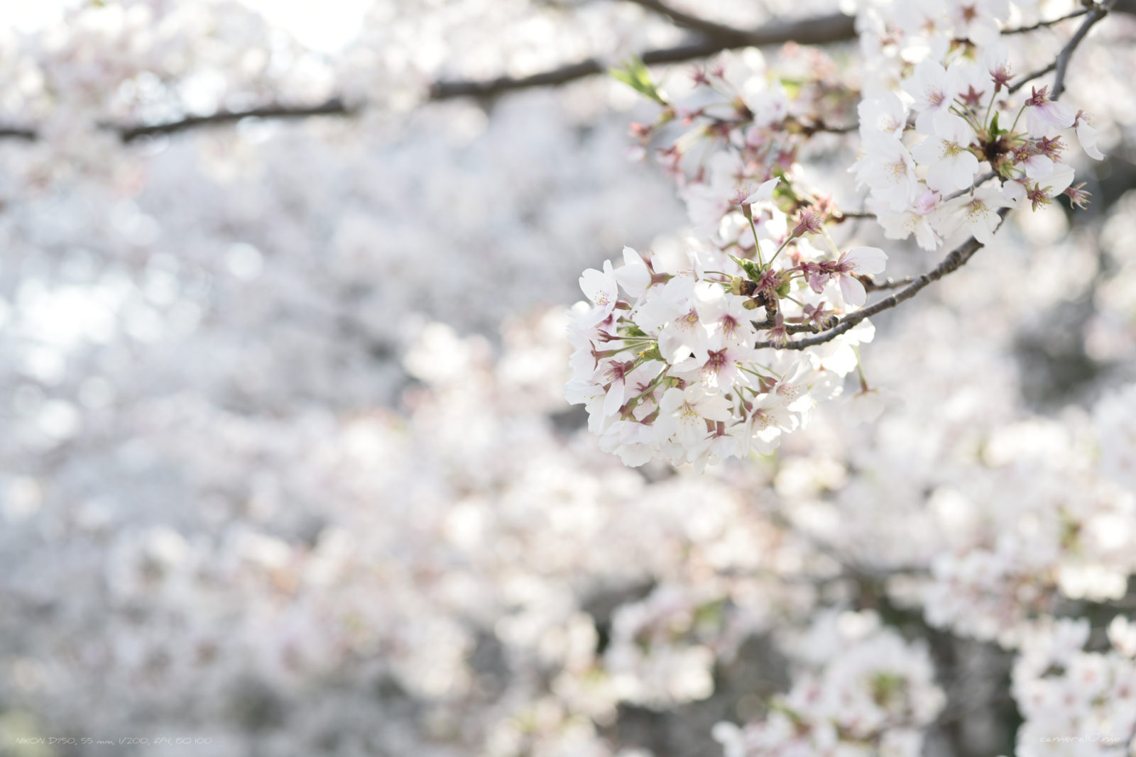 桜の写真の撮り方まとめ 桜をキレイに撮るカメラの設定とアイデア かめらとブログ