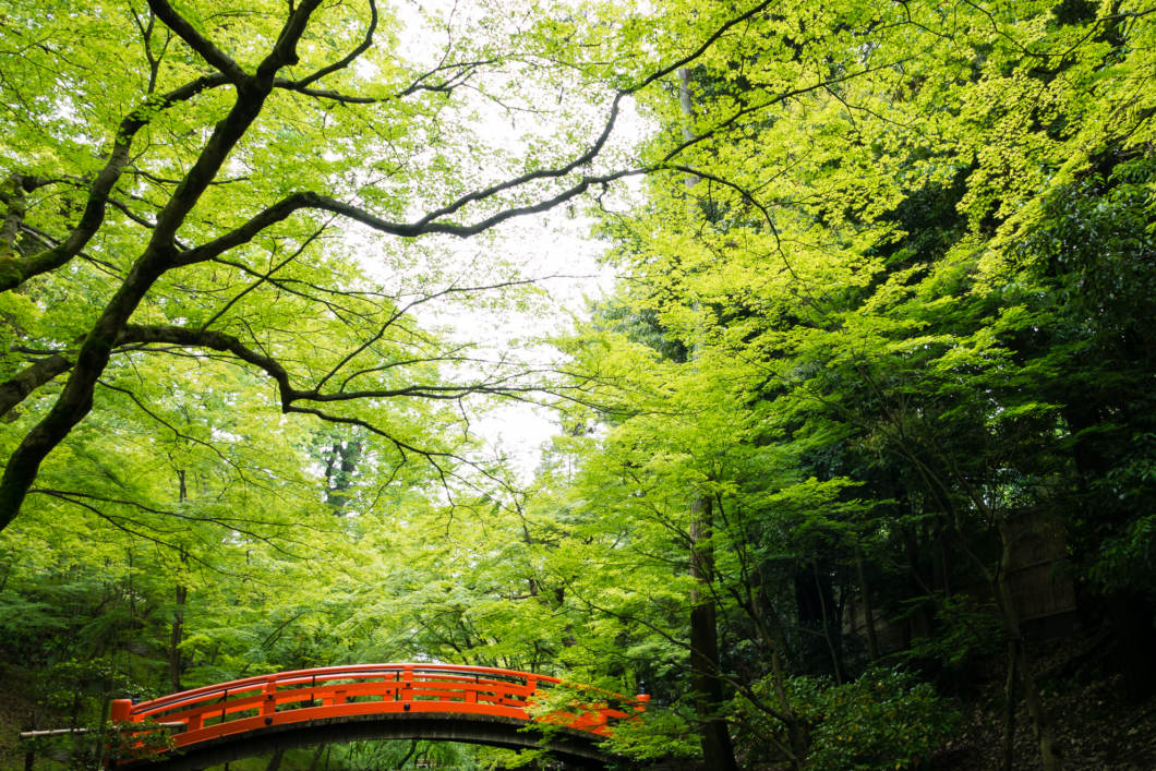 北野天満宮のもみじ苑 初公開された 青もみじ を撮ってきました 京都 北野天満宮 史跡御土居 かめらとブログ