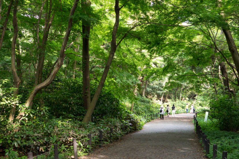 国立科学博物館附属自然教育園 写真スポットで撮ってきました。 かめらとブログ。