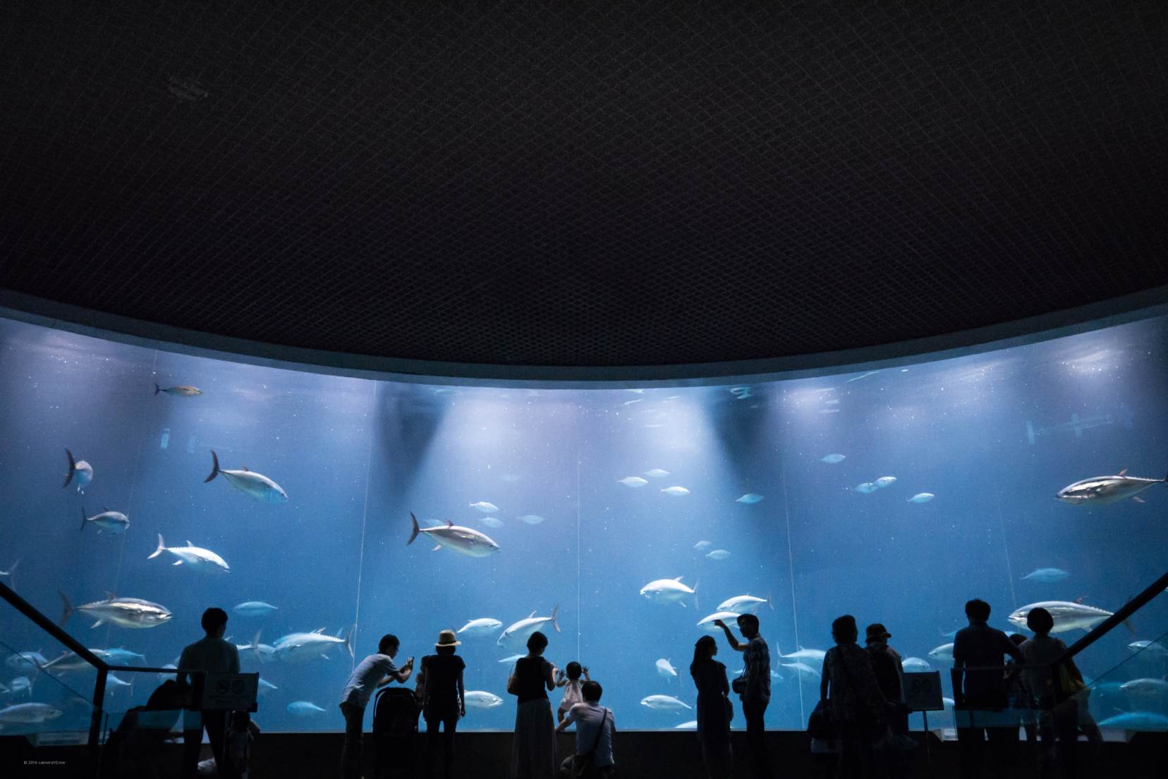 水族館での写真の撮り方とアイデア。明るくないキットのズームレンズと 