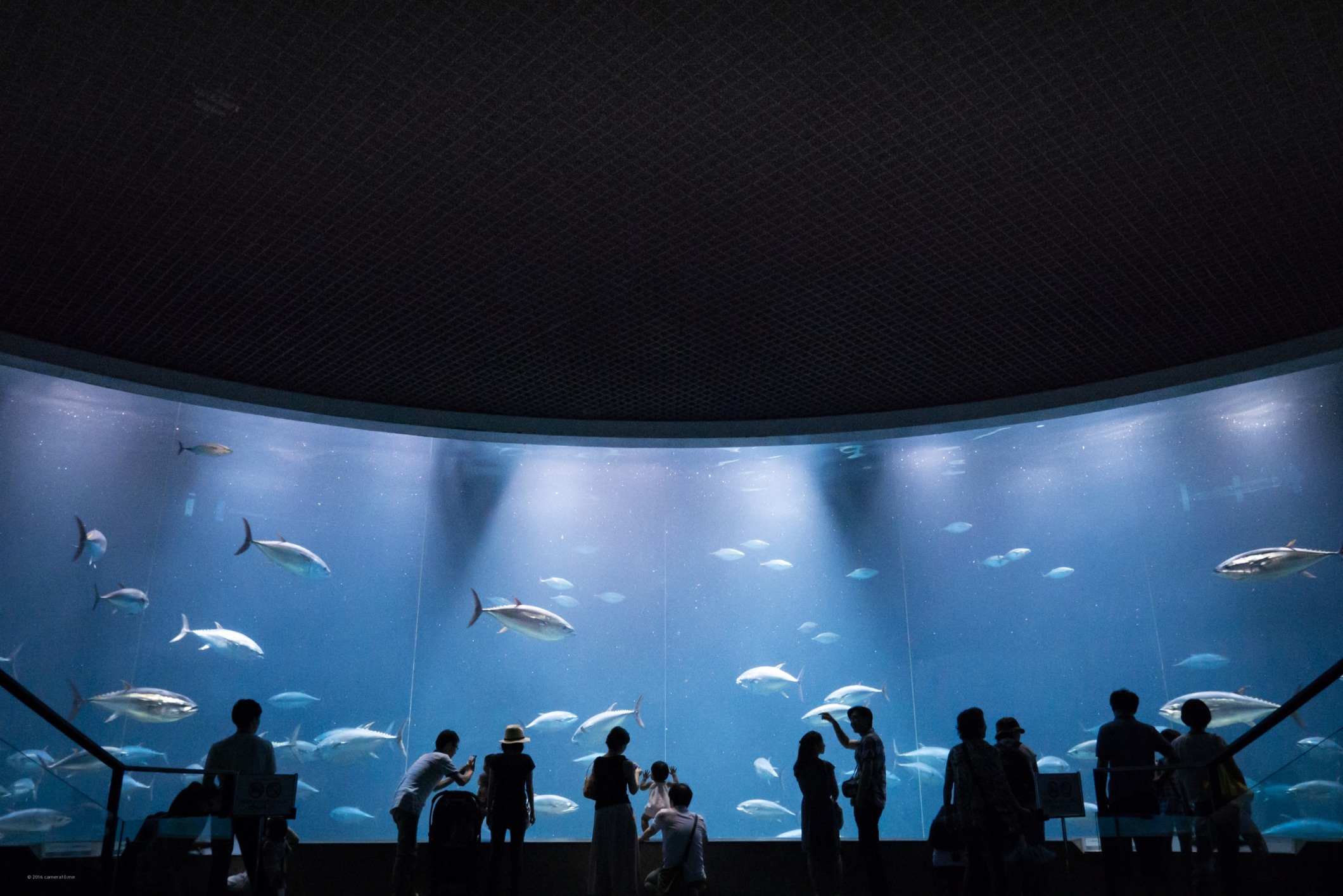 葛西水族園営業時間 | 葛西臨海水族園 何がいる – 東京都葛西 …