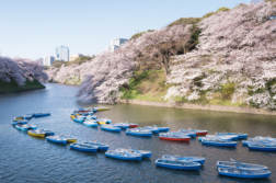 春爛漫！千代田の桜まつり「千鳥ヶ淵」に満開の桜を撮りに行ってきました。| かめらとブログ