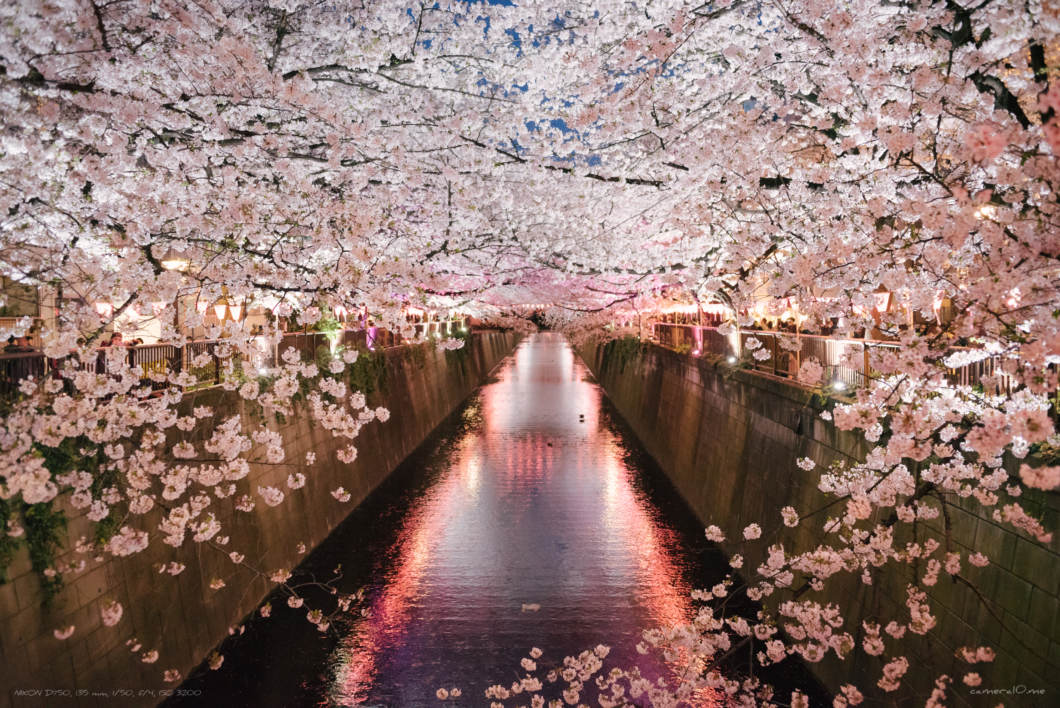 桜の写真の撮り方まとめ 桜をキレイに撮るカメラの設定とアイデア かめらとブログ