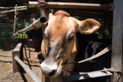 都内で牛と触れ合える酪農牧場 「磯沼ミルクファーム」で牛を撮ってきました。 - 写真スポットで撮ってきました。 | かめらとブログ