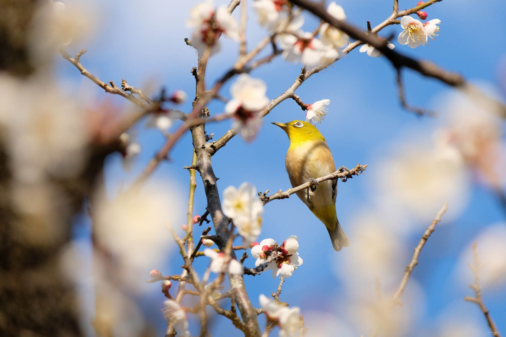 お手軽望遠レンズ FUJIFILM XC 50-230mmF4.5-6.7 OIS II のファースト