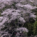 向井聡一