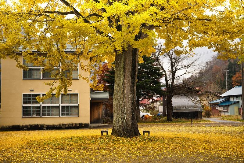 '黄金色に染まるイチョウの樹下に置かれたベンチ'