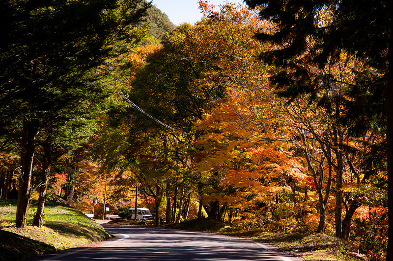 '道路沿いに並ぶもみじ橋の紅葉とトンネル、秋の黄葉景色'