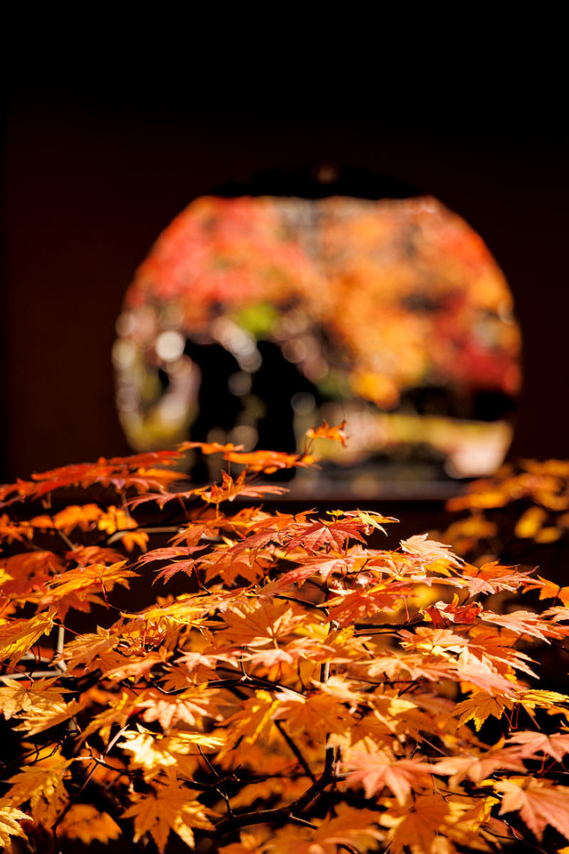 '秋の松島円通院の落葉'