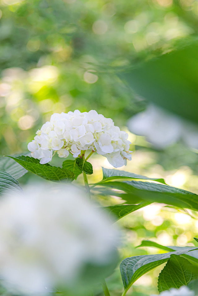 木陰で咲く白い紫陽花：梅雨の季節に咲く上品な花