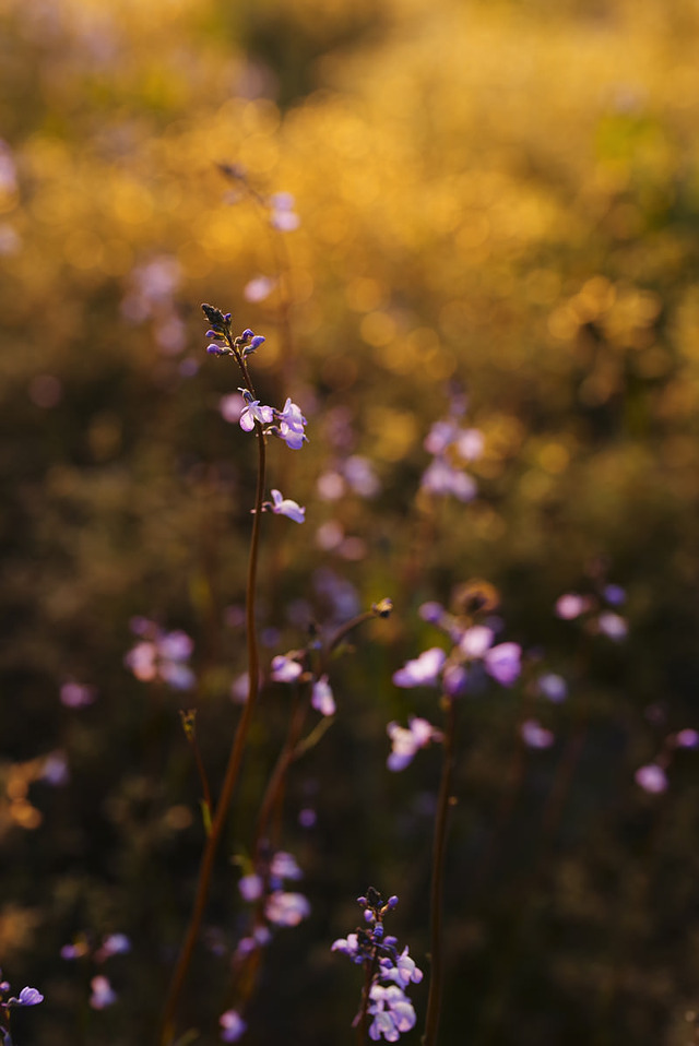 夕刻の黄昏に染まる紫の小花が咲く暖色の自然風景