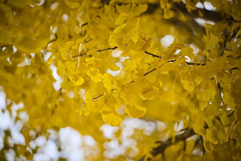 'イチョウの黄葉が密集する秋の枝'