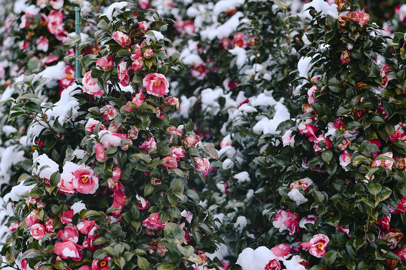 雪が降り積もる日に咲く椿の花