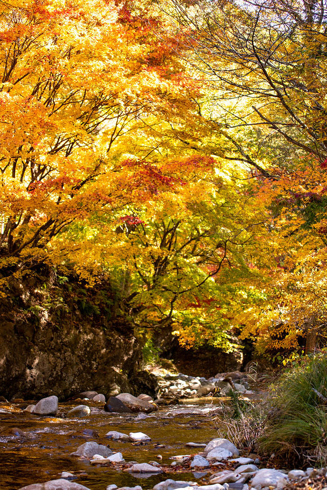 'せせらぐ清流と紅葉したもみじ、秋の自然風景'