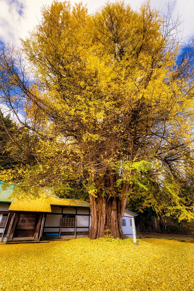 '真山寺境内を黄色く覆う大きなイチョウの木と落ち葉'
