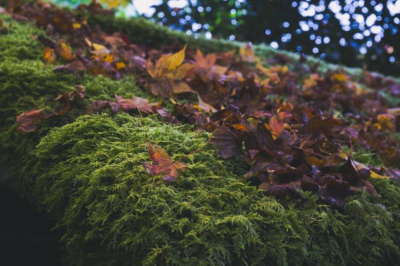 '苔のしとねに休む枯れ落ち葉'