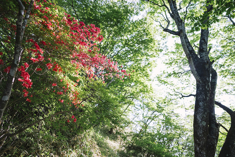 日本百名山・赤城山のツツジが峰通りで咲くヤマツツジ