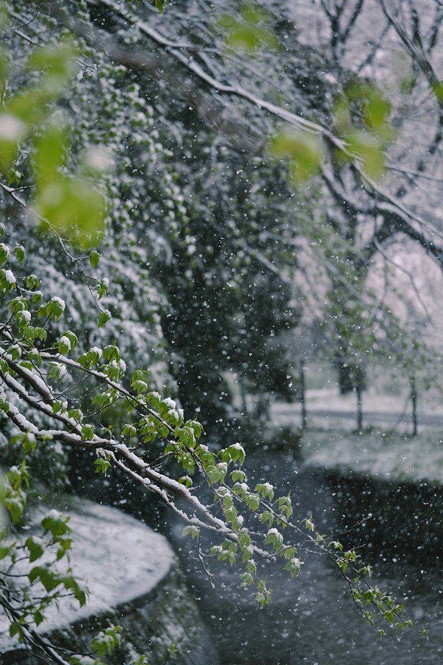 青々とした新緑に降り積もる雪の風景