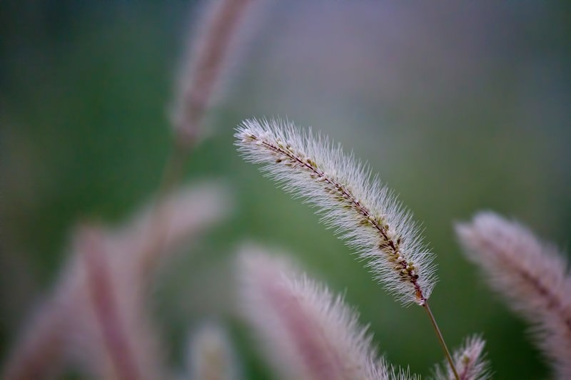 '秋の野原に揺れるねこじゃらしの穂'
