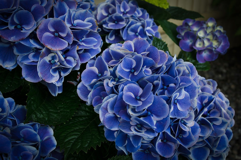 痛んだ花びらと紫陽花の花房