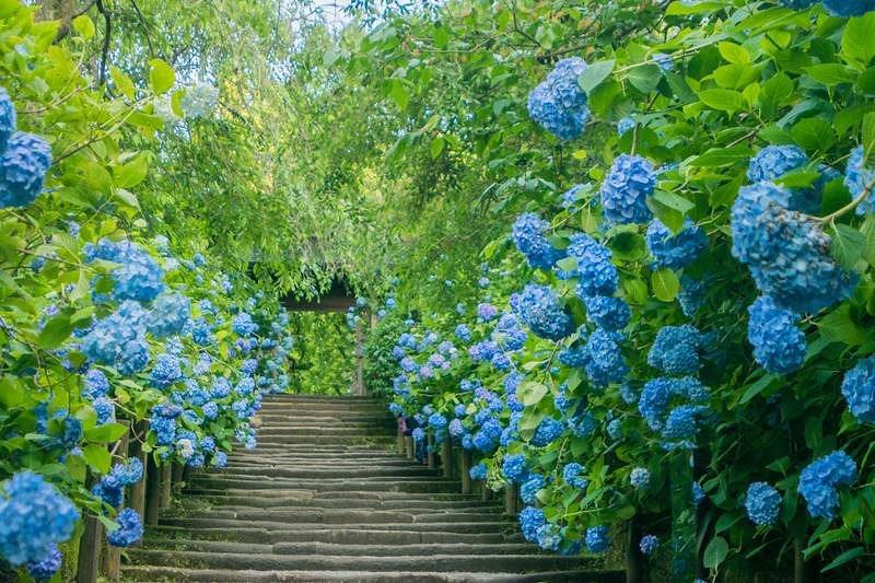 紫陽花に覆われる木製の階段