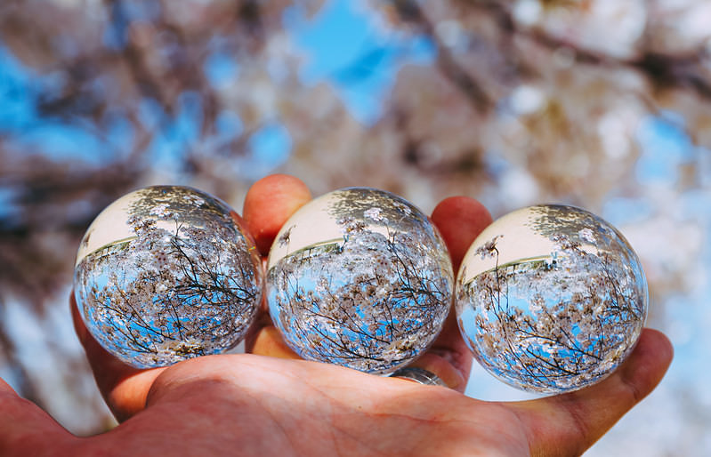 手のひらに3つの水晶玉に映し込んだ満開の桜