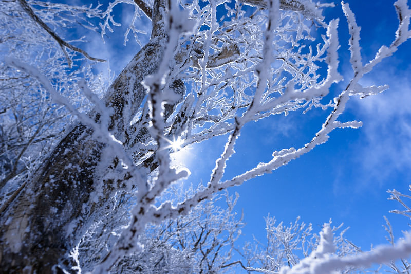 '霧氷に差し込む太陽の光芒'