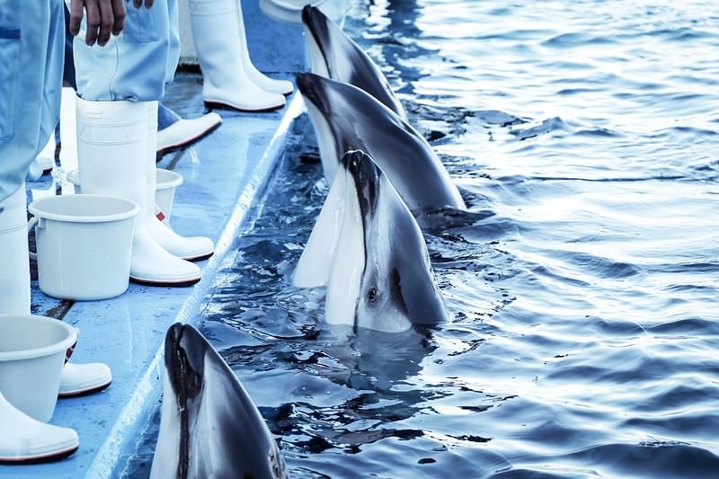 '餌待ちする水族館のイルカ達が水面に集まる様子'