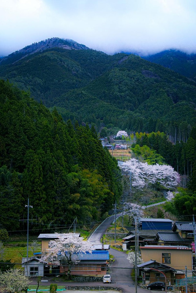 '山の麓に咲く桜と山里の集落'