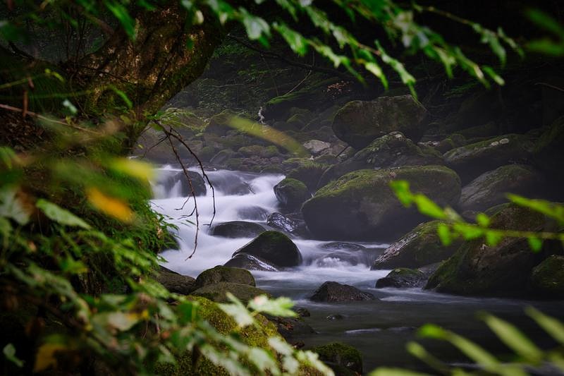 '木々の枝越しに望む苔むした岩と清流'