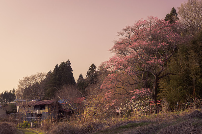'夕焼けに染まる子授け櫻と鳥居のある集落の春景色'