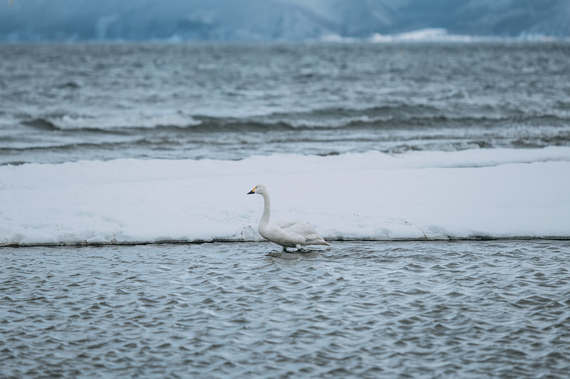 '猪苗代湖の湖畔で過ごす白鳥たち'