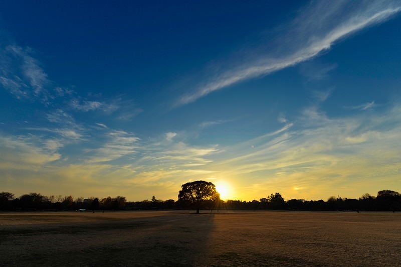 '公園の広場にそびえるサンセット夕焼けの風景'