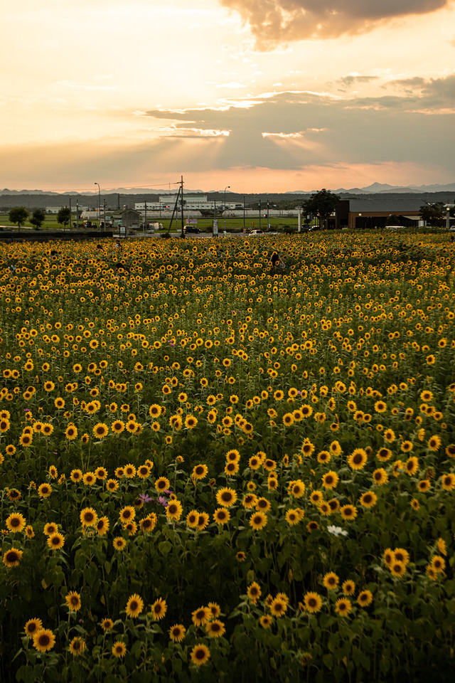 '夕焼け空に咲く黄昏時のひまわり畑と風車の夏風景'