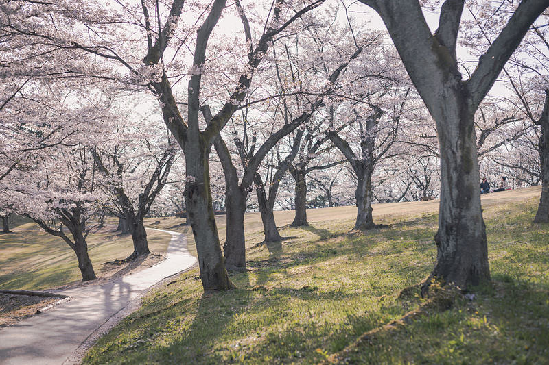 '逢瀬公園の満開な桜並木と花見客'