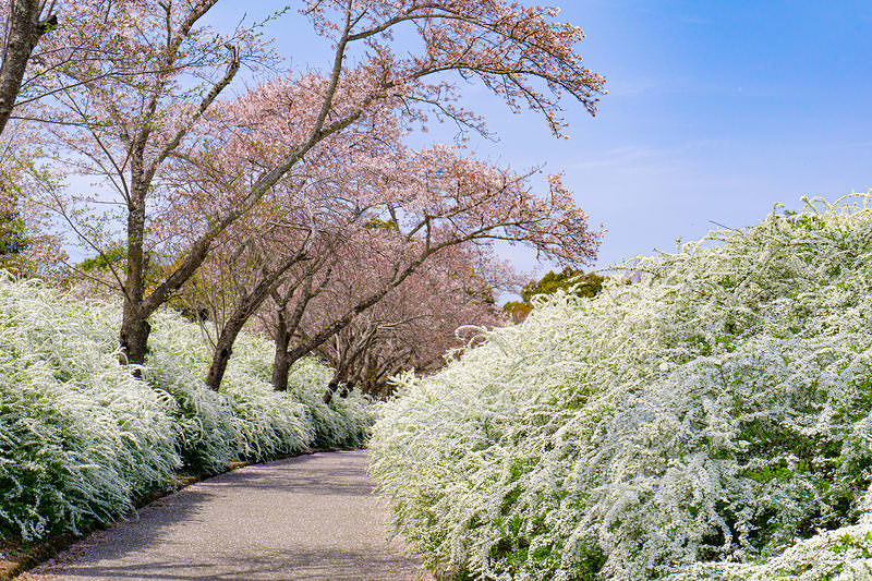 '桜とユキヤナギに彩られた小道'