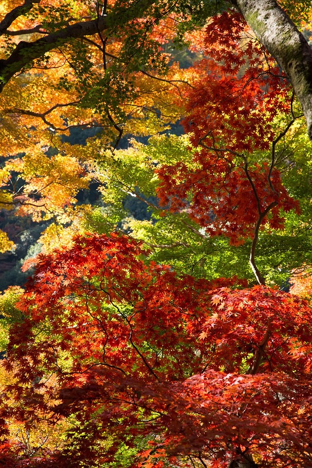変わりゆく黄葉と紅葉の木々と水辺の秋景色