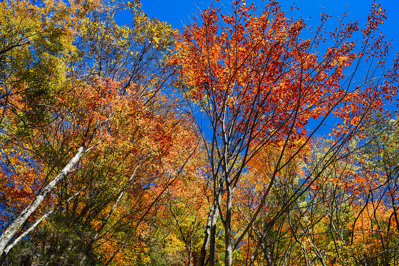 恵那山の秋に色づく絢爛豪華な紅葉
