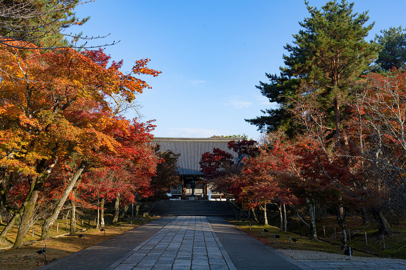 紅葉の奥に見える仁和寺の金堂
