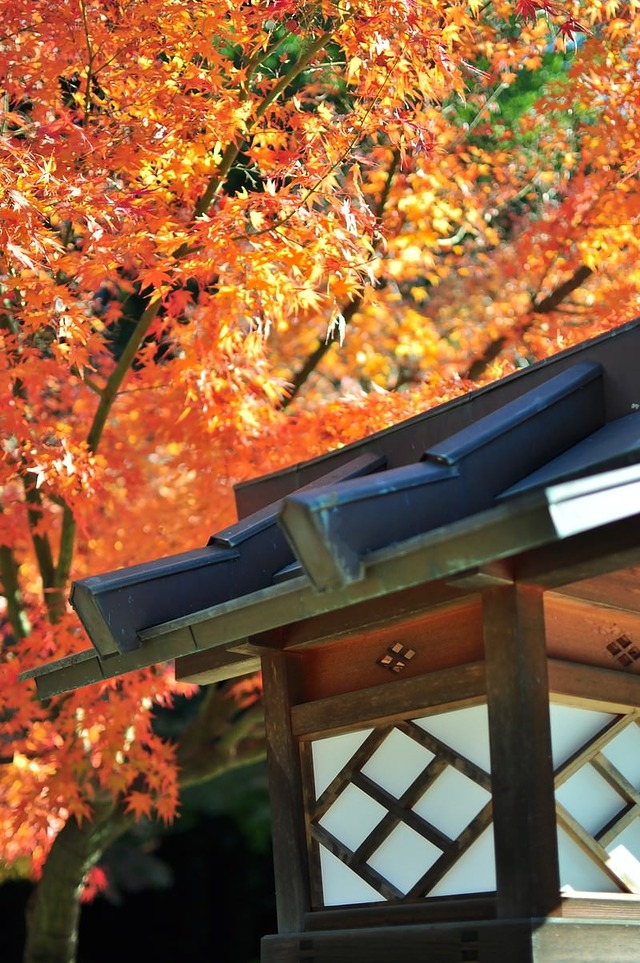 紅葉したモミジと和風建築の軒下の灯篭