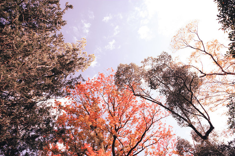 紅葉した木々と青空を見上げた風景