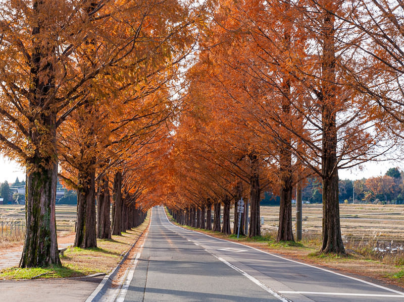 紅葉したメタセコイアの並木道と伸びる影